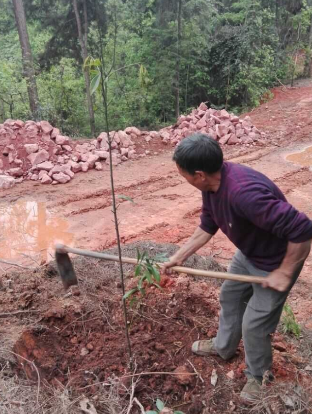 石城山工区施底肥，，，，苗木修剪及栽植4.png