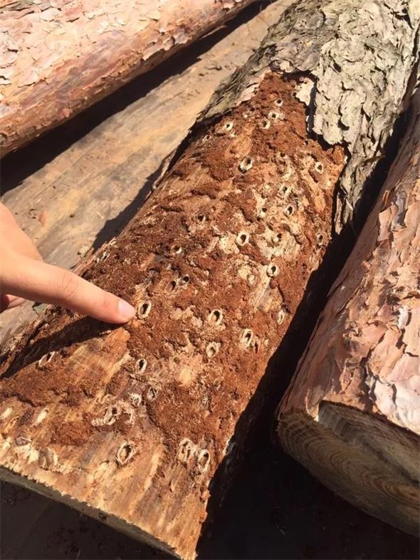 14 松褐天？？？？？？？？拥.jpg